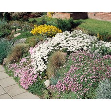 Laag Meerjarige Bloemen